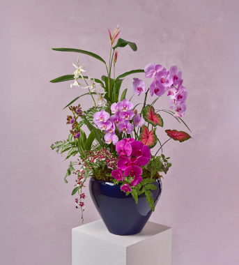 Orchid Pot